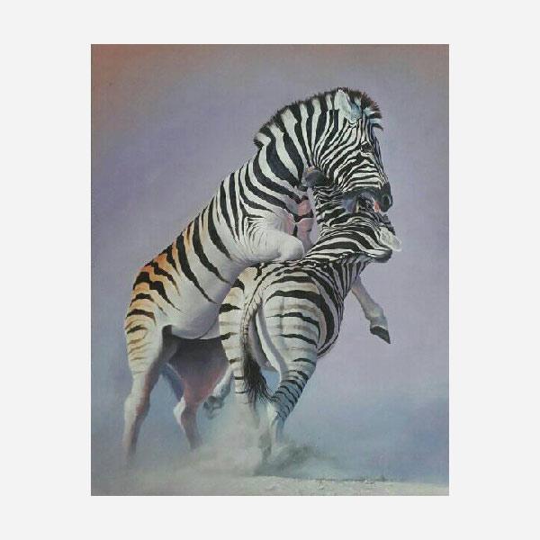 Zebras Dolfi Stoki